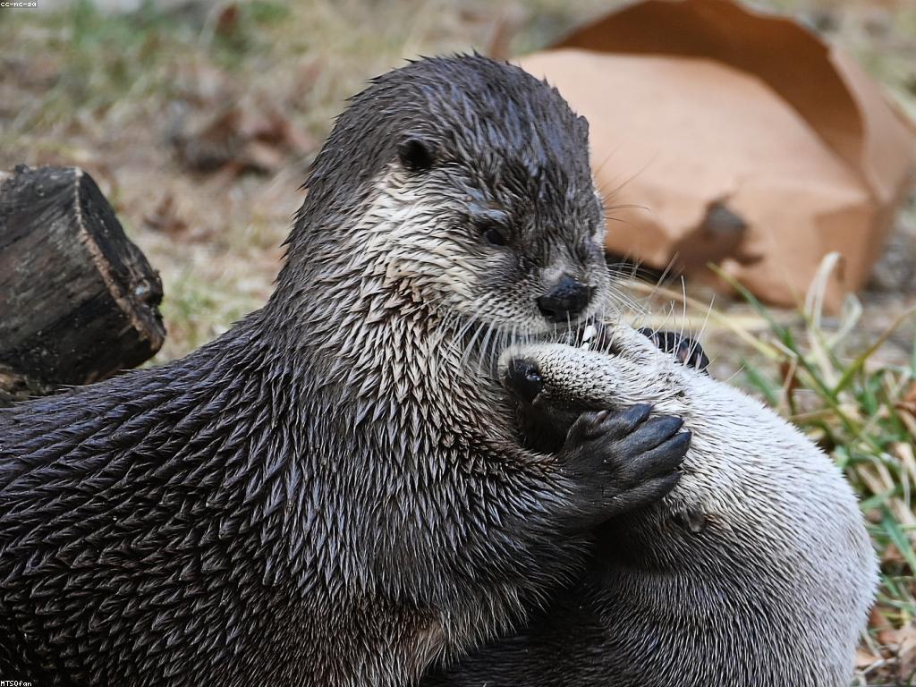 យុទ្ធសាស្ត្រលេង: ការប optimize លេងឲ្យមានប្រសិទ្ធភាពល្អប្រសើរ